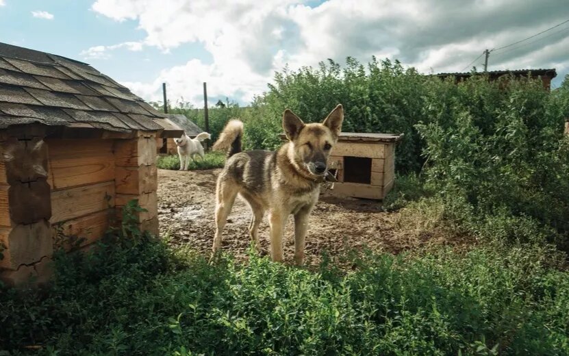    В Ижевске появятся новые вольеры для бездомных животных: кто и как их построит