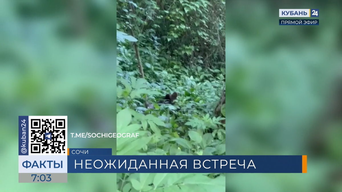    Видео канала «Кубань 24»