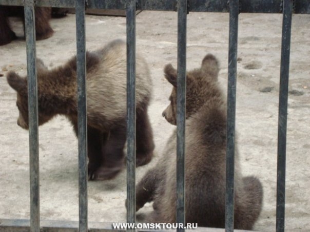 На территории Музея природы организован зоопарк, где в больших вольерах комфортно расположились обитатели лесов, водоемов и полей этого края – олени, сурки, барсуки, лебеди и многие другие. Зоопарк гордится своими хищными зверьми – медведями, волками, лисицами.  