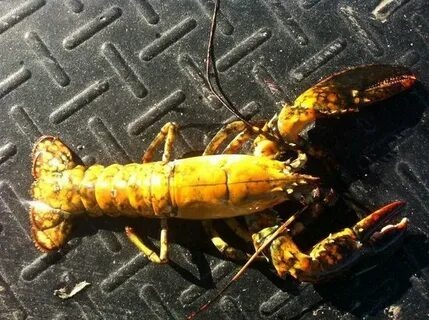 Фотографии взяты из открытых источников