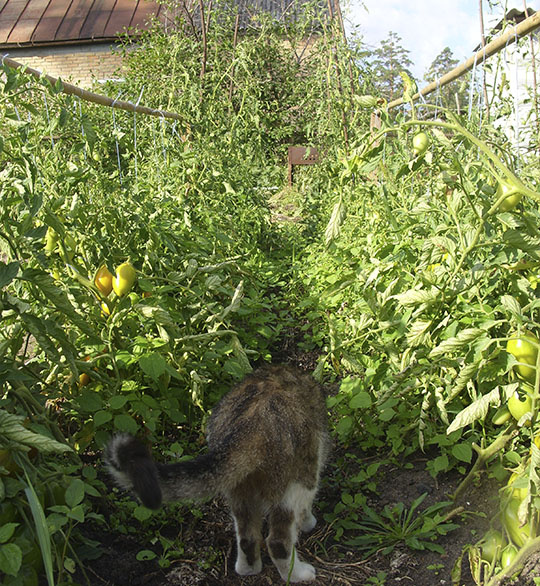 Ловим мышей и способствуем опылению томатов.