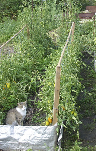 Нютька - прирожденная крысоловка и огородница.