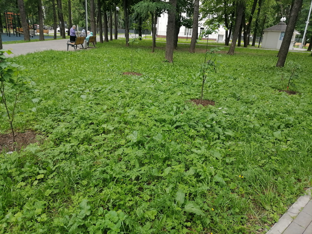 Недавно посадили