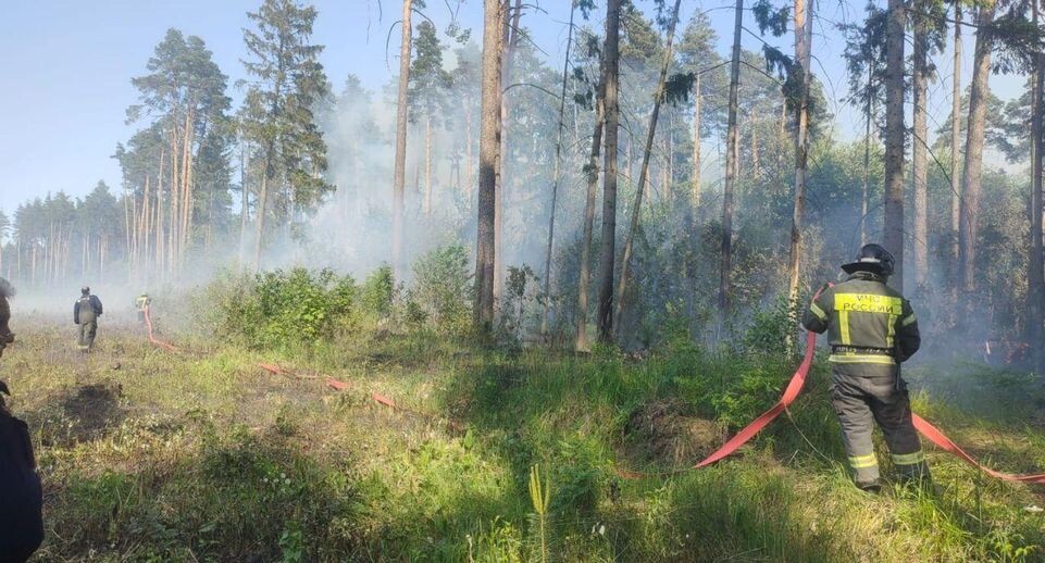    Комитет лесного хозяйства Московской области