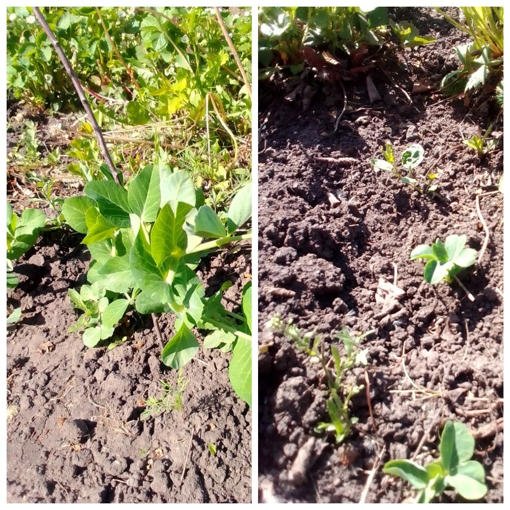 Фото автора. Сахарный горошек на моей даче