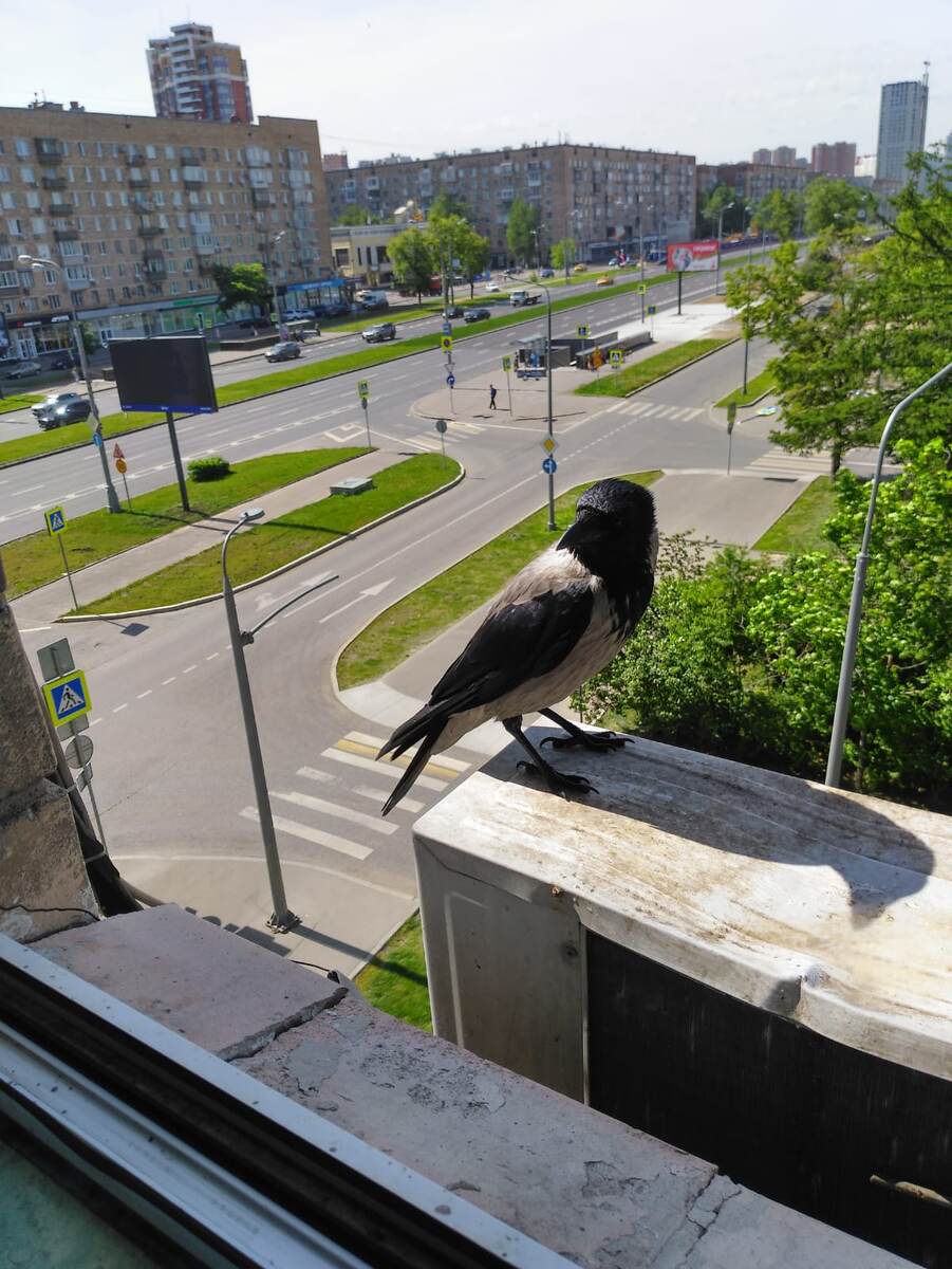 Молодая ворона.  Ворона №2. Прилетел без мамаши.