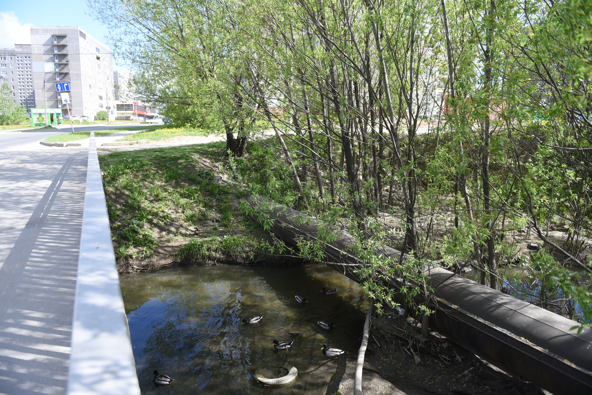 Река Серовка, где всегда можно встретить уточек.
