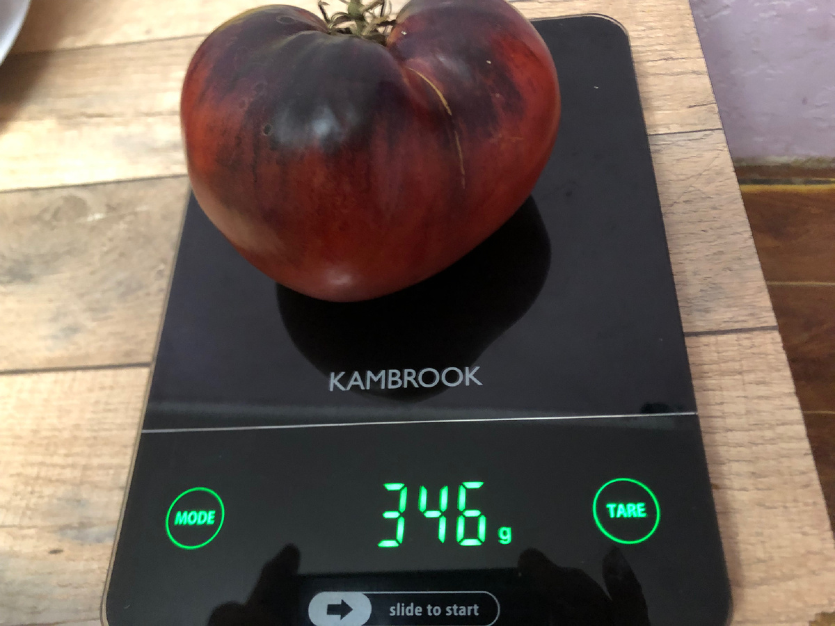 Мой любимый сорт помидоров «Сержант Пеппер», жду не дождусь, когда они поспеют.