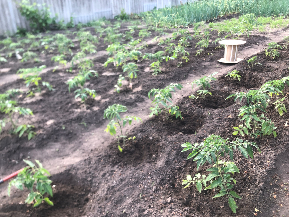 Помидорная «плантация».