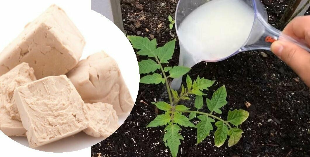 Подкормка растений дрожжами: кому нужно и как правильно делать