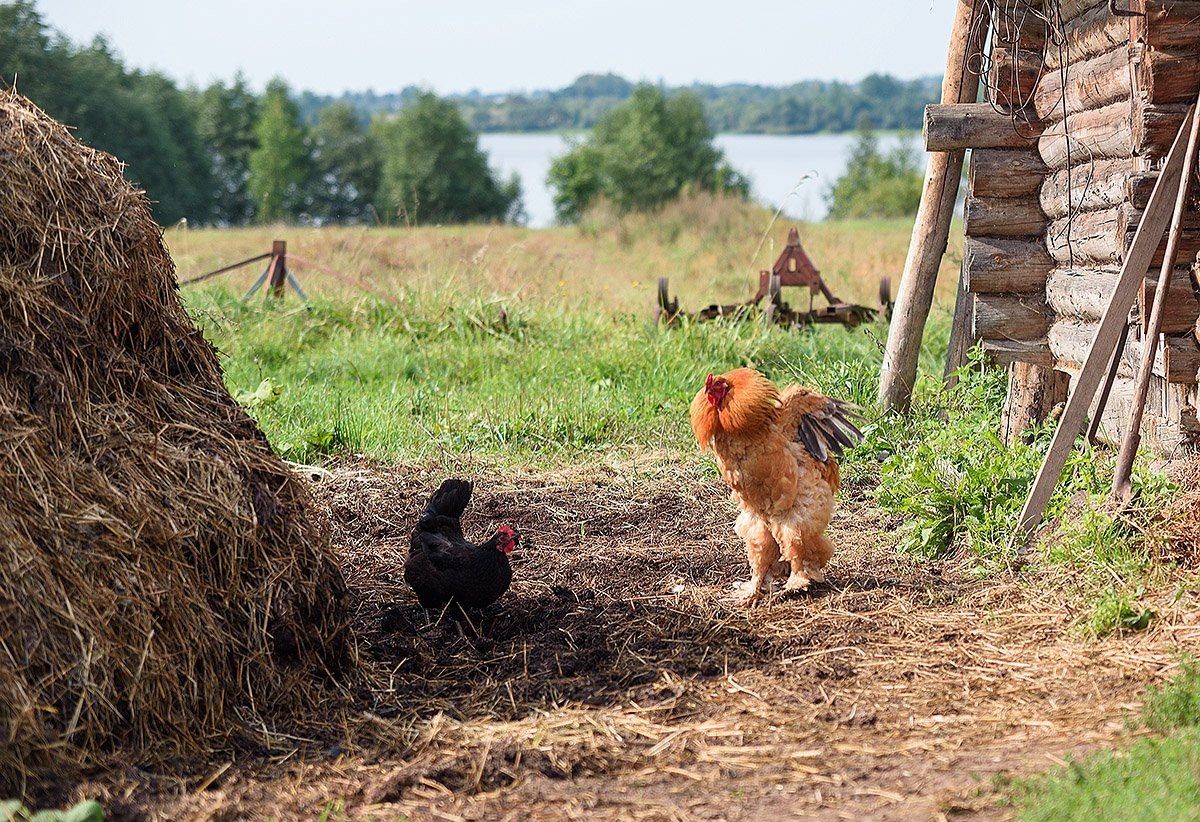 Фото из интернета.Деревня.