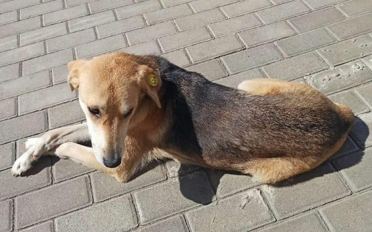    В Липецкой области в 2025 году отловили 1975 бездомных животных областного Совета депутатов