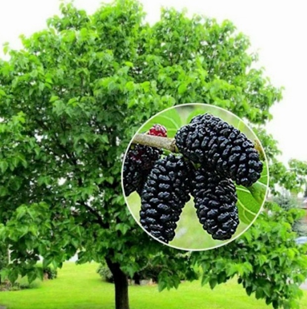 Шелковица - Красивое Дерево 🌳, Вкусные Ягоды