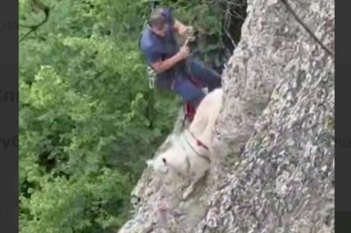    В Крыму спасли козла, просидевшего пять дней на утесе без еды и воды
