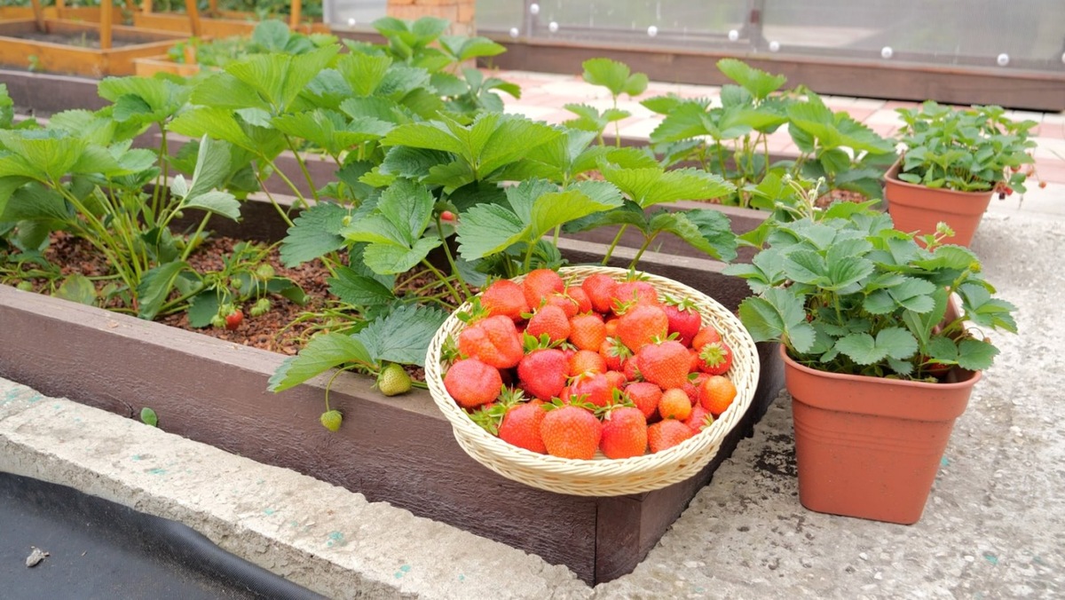 Клубника АЛЬБИОН