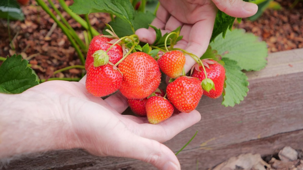 Клубника АЛЬБИОН