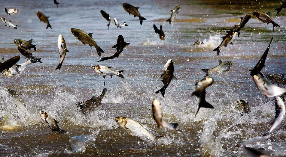 Рыба для здоровья: почему стоит включить толстолобика в рацион