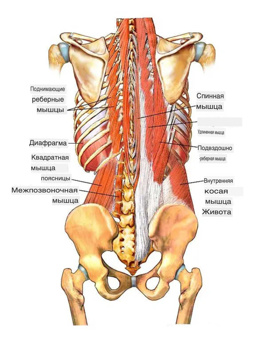 Мышцы корпуса