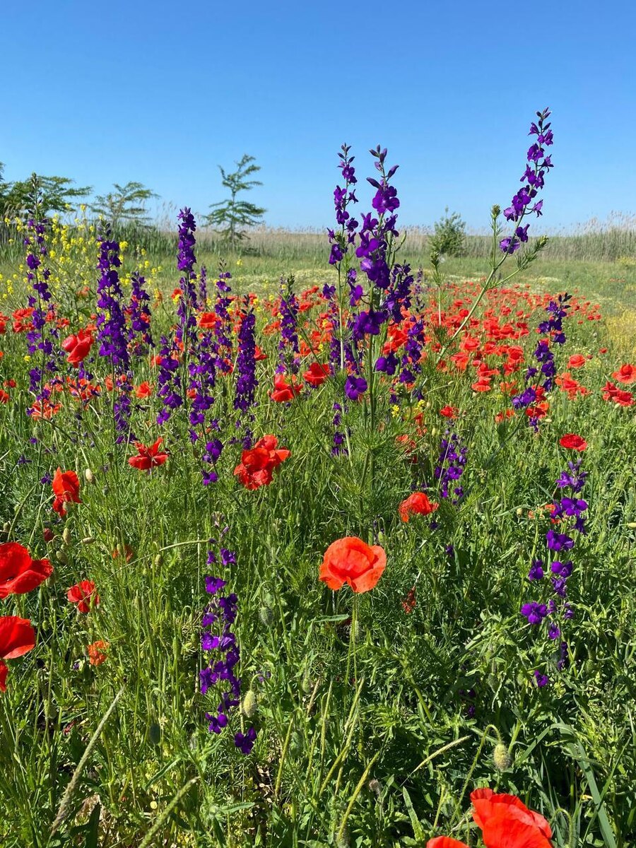 Луговые цветы