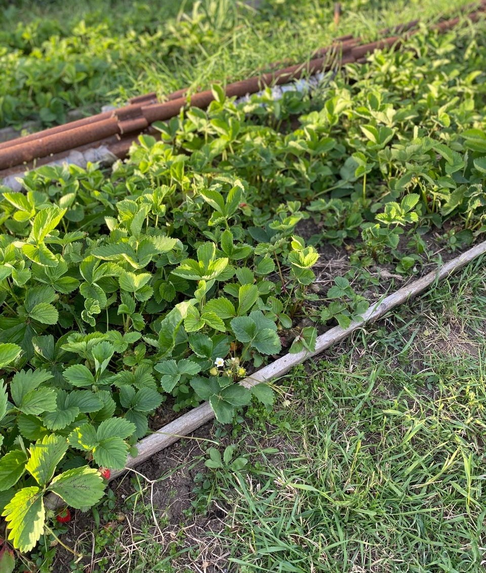 Клубника третьего года посадки