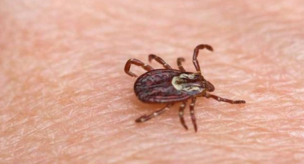 Клещи не пройдут: всё о надежной защите