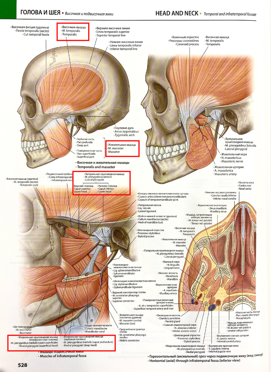 Обвел их красным цветом на фотографии