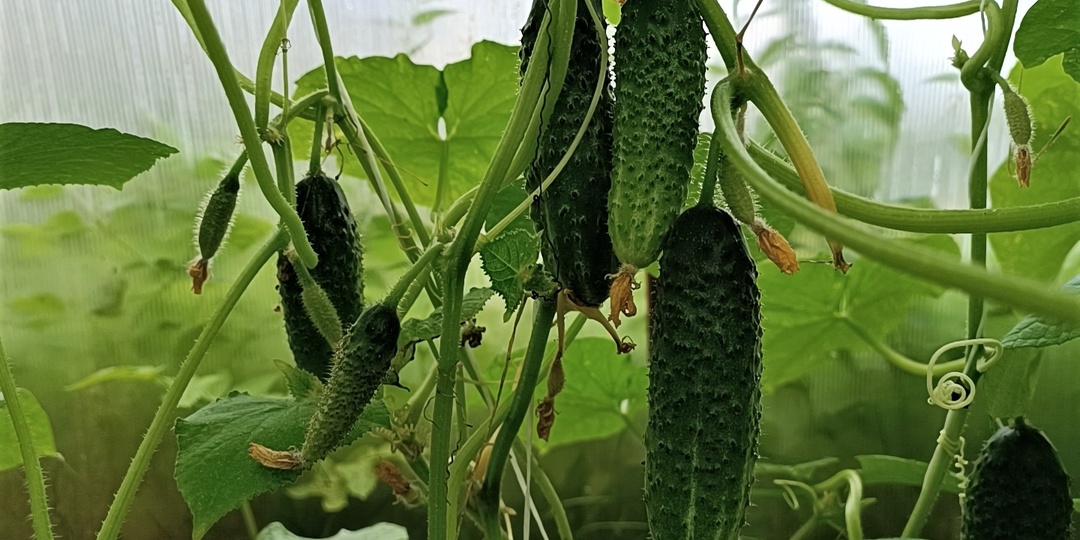 Как вырастить море огурцов: поэтапная схема подкормок