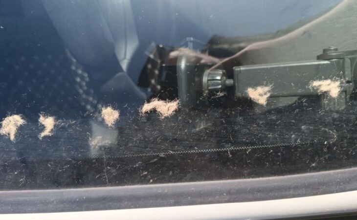 Фото:. t.me/vestialtai