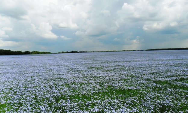 Из открытых источников