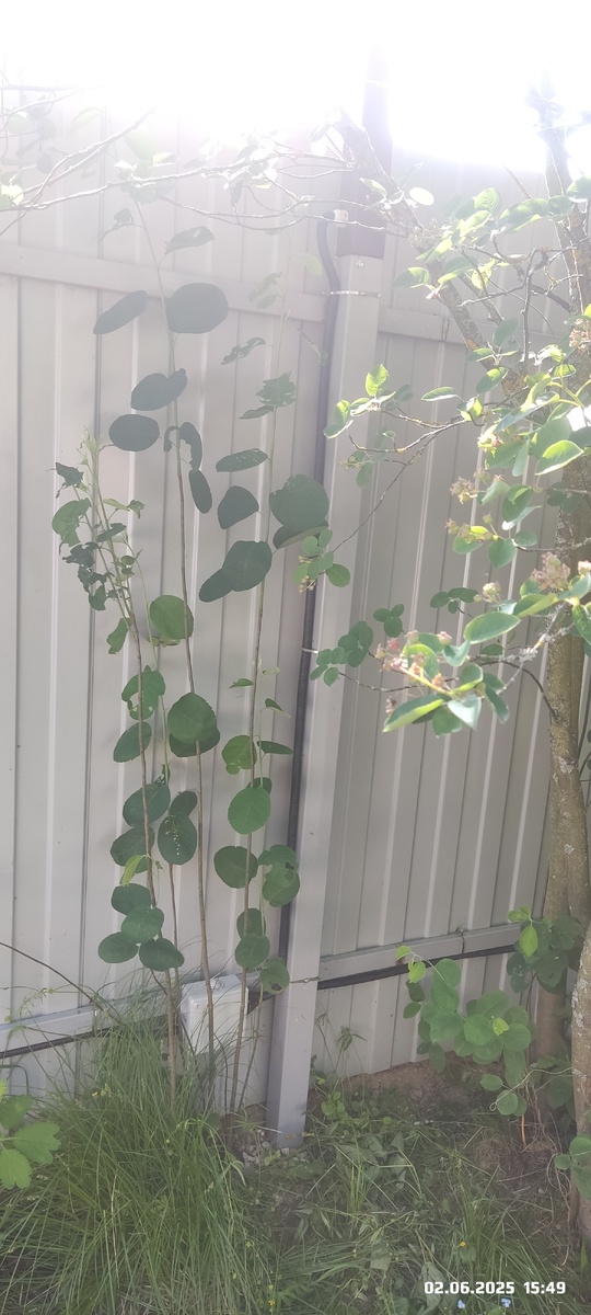 Как думаете, это разные растения?