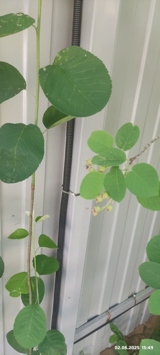 Нет, это один и тот же вид. Ирга. 