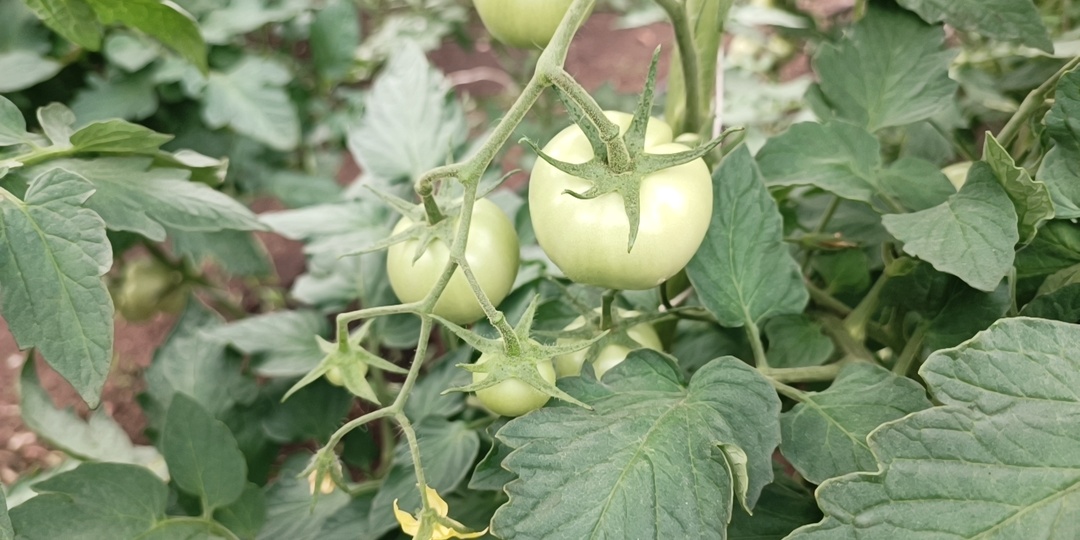 Йод + молоко + борная кислота: проверенный раствор против фитофторы