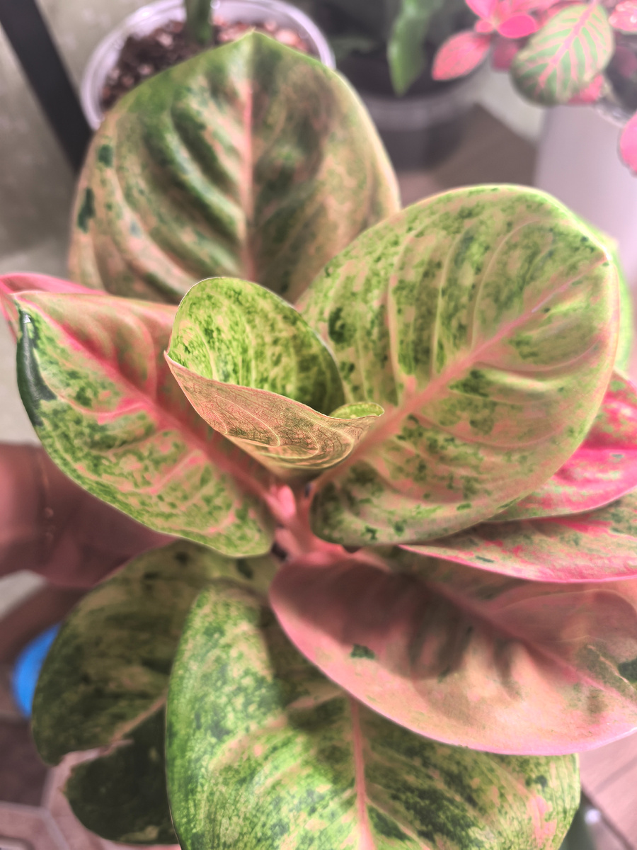 Она очень красивая😍