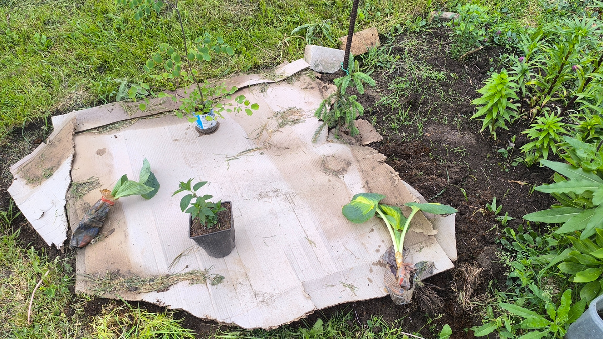 Новые соседи ёлки примериваются на места.