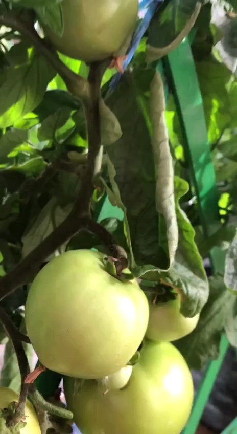 Помидоры. Фото из архивов автора