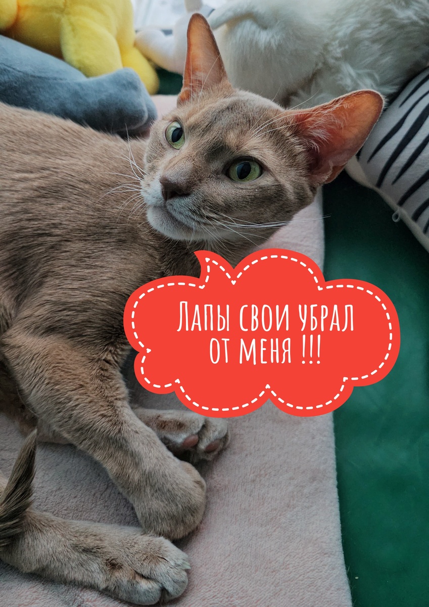 Я не люблю когда меня трогают за лапки 