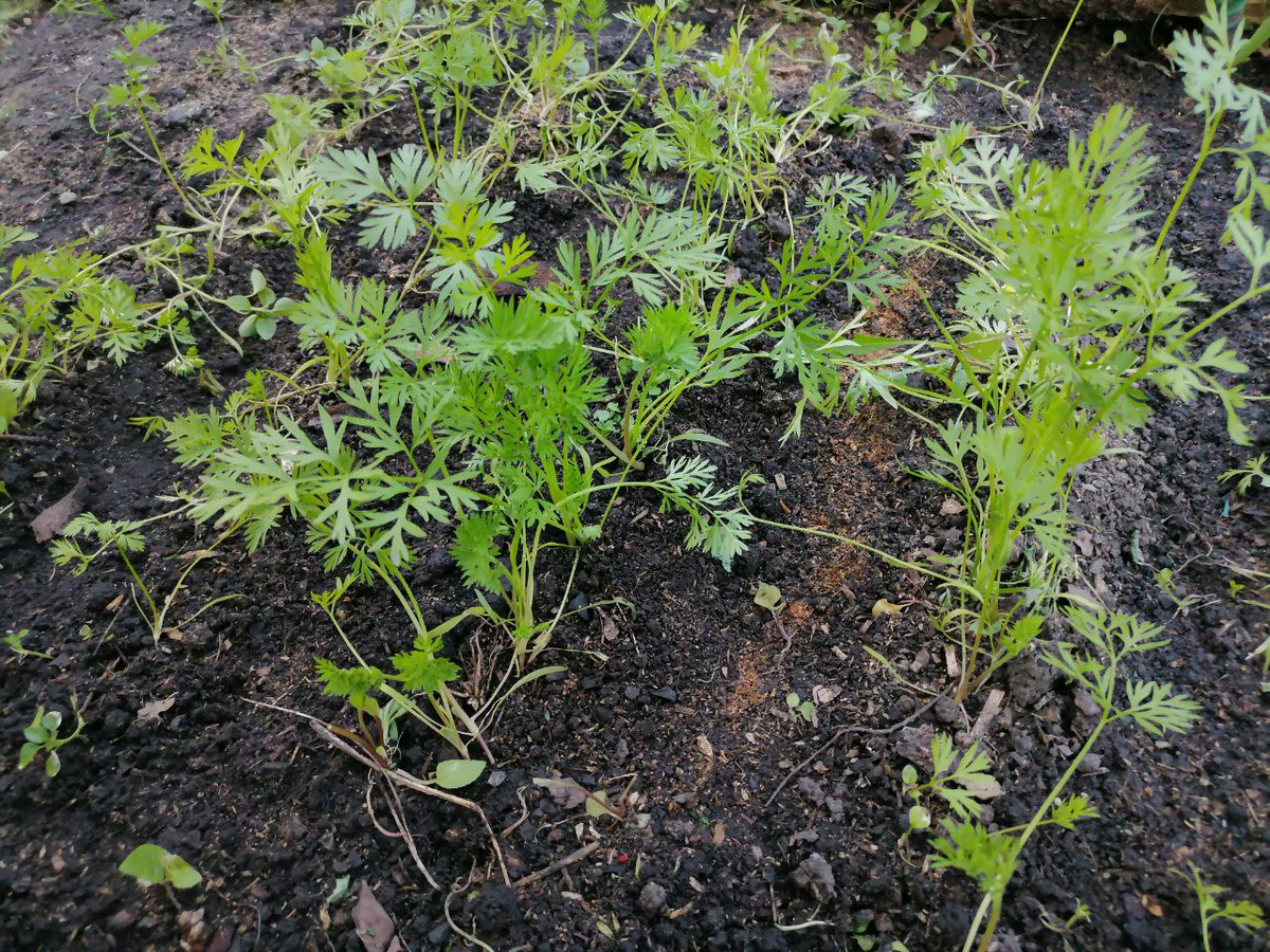 Апрельский посев моркови в начале июня, фото автора