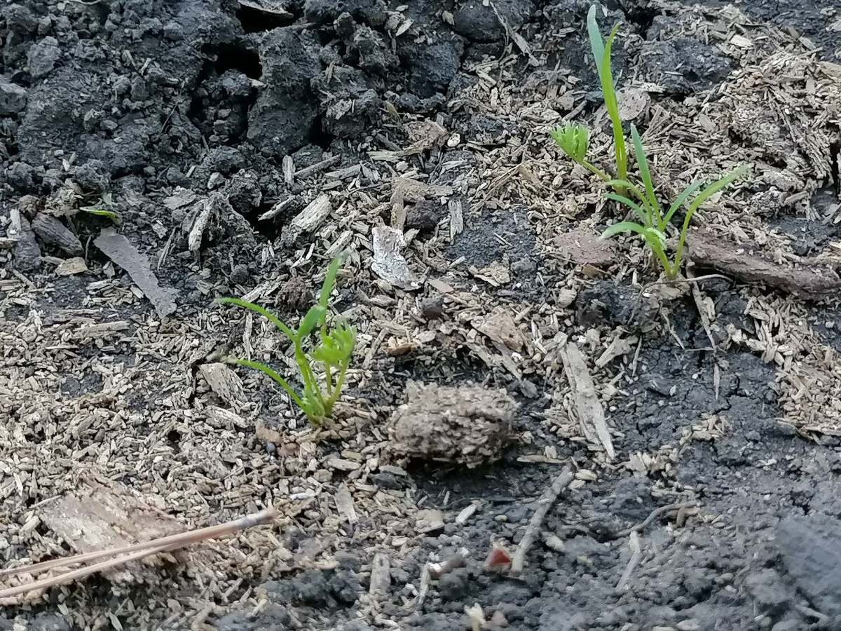 Посев пучками с шагом 5 см, фото автора