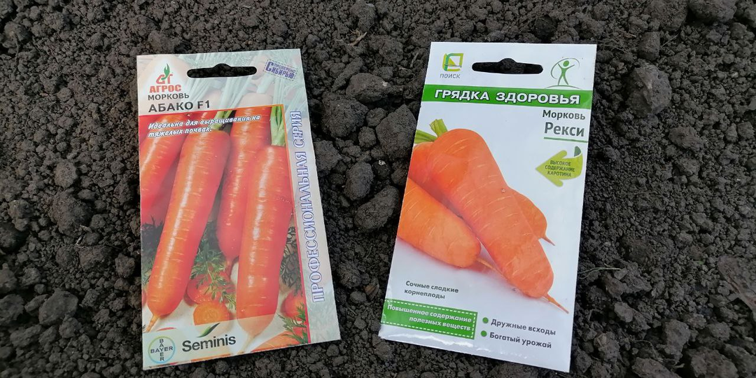 Сажаю в июне морковь и свеклу, Сибирь. Сорта, всхожесть