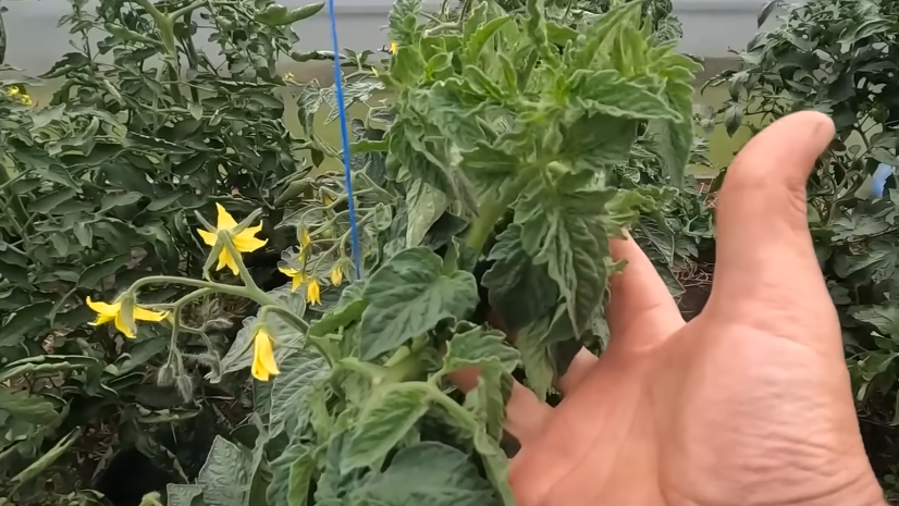 Делюсь приемом агронома против жирования томатов в теплице. 4 главные ошибки которые совершает большинство дачников в июне