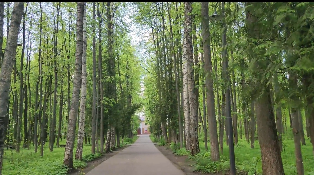 Липовая аллея, ведущая к усадьбе. Сейчас это Дом культуры.