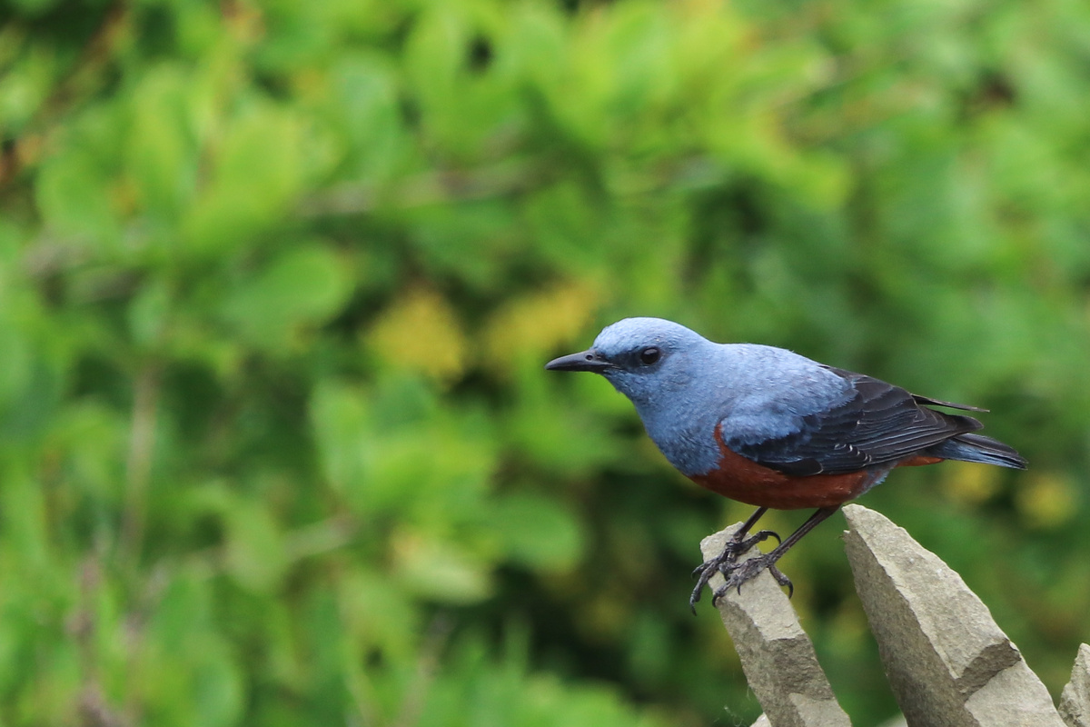 Это самец, самки коричневые