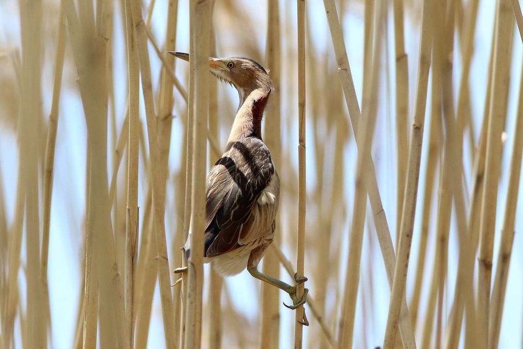 Волчок, Ульяновская область, фото: Евгений Софронов