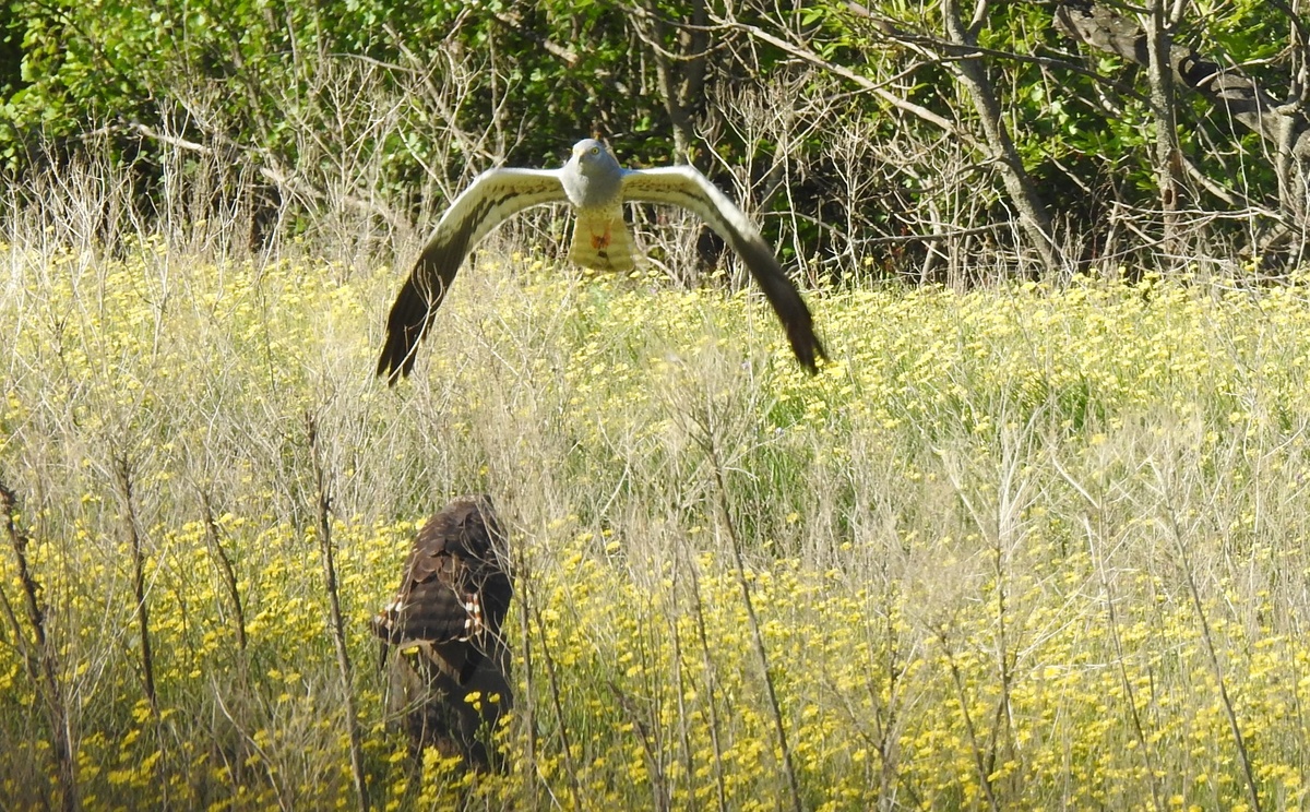 Луговые луни, сверху - самец