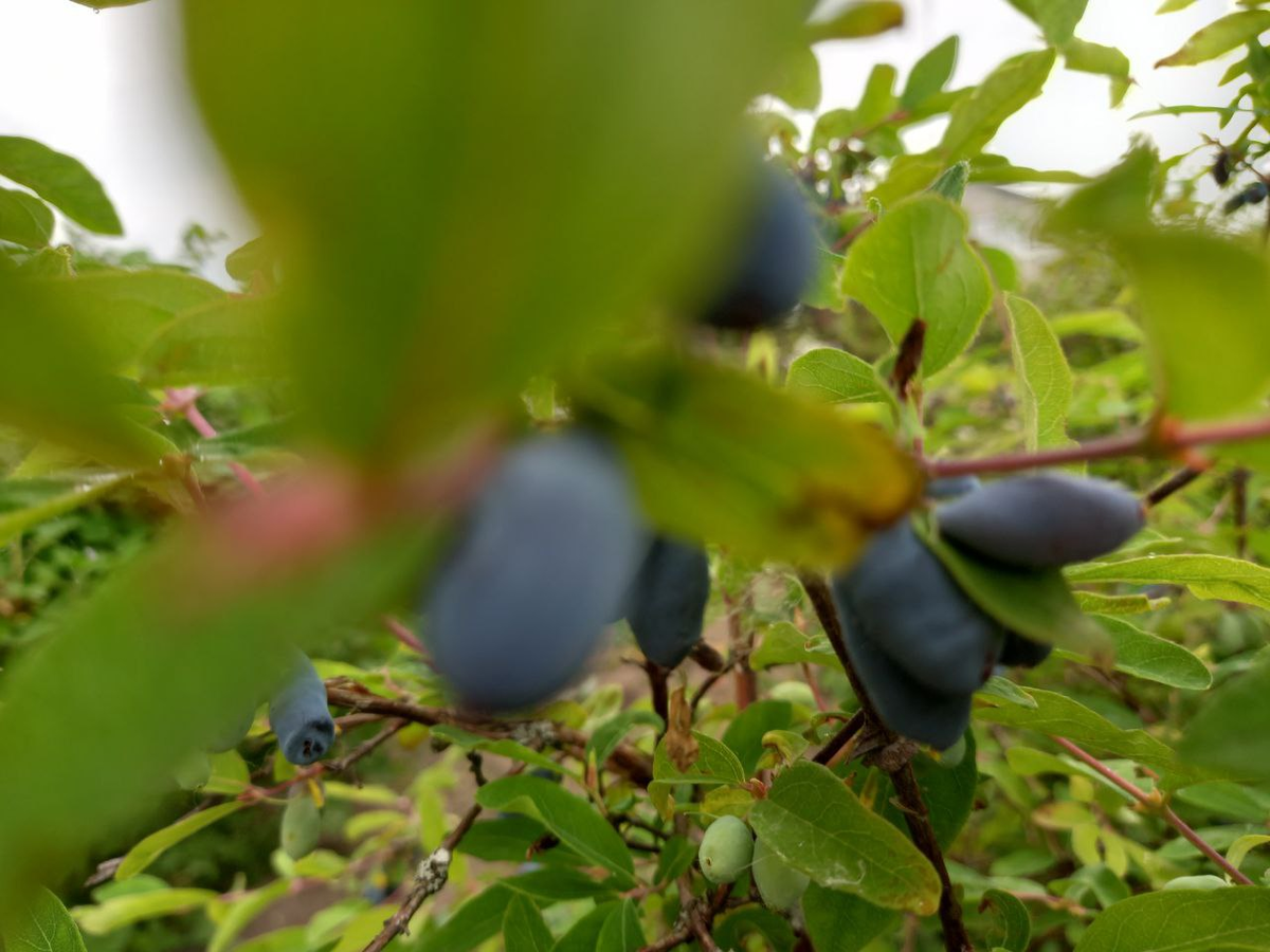 Жимолость созревает