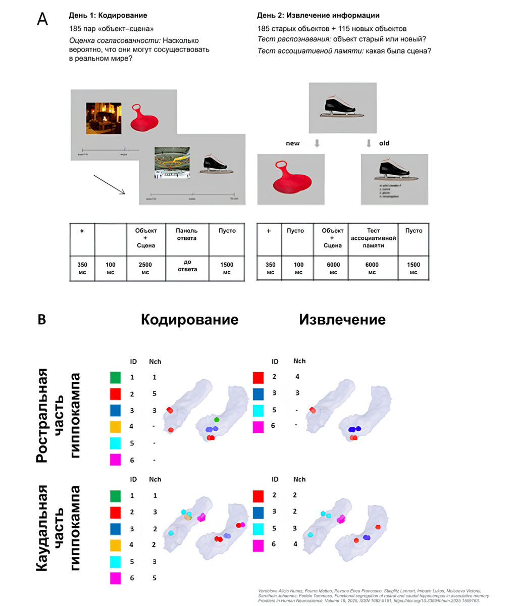    Описание задания и распределение электродов. (A) Хронология выполнения поведенческого задания в сессиях кодирования и извлечения. Задание заимствовано из van Kesteren и др. (2013). (B) Распределение электродных контактов в ростральной и каудальной частях гиппокампа пациентов. ID — пациент; Nch — количество каналов / © Vorobiova AN, et al. (2025) Functional segregation of rostral and caudal hippocampus in associative memory. Front. Hum. Neurosci