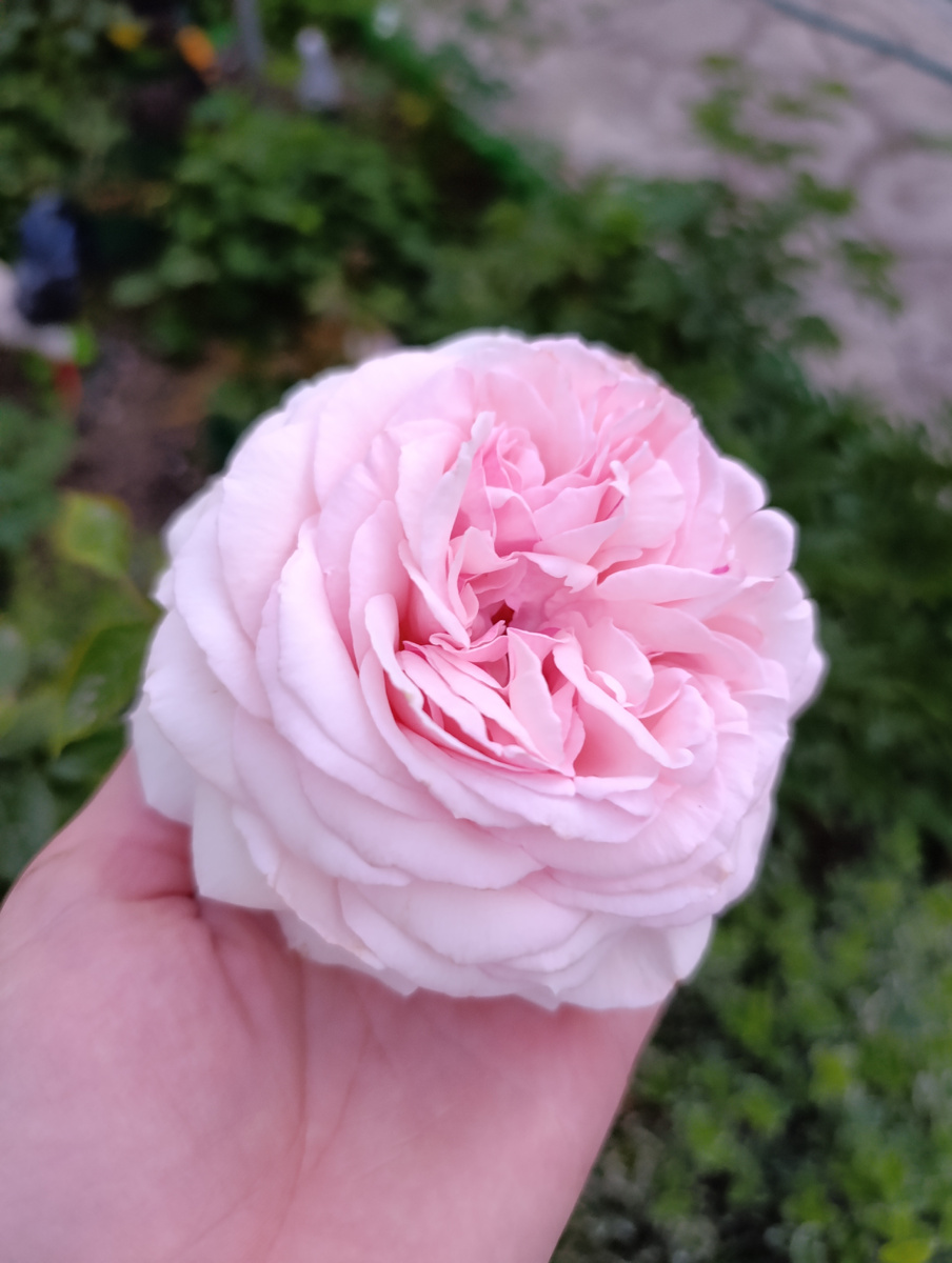 Полный роспуск