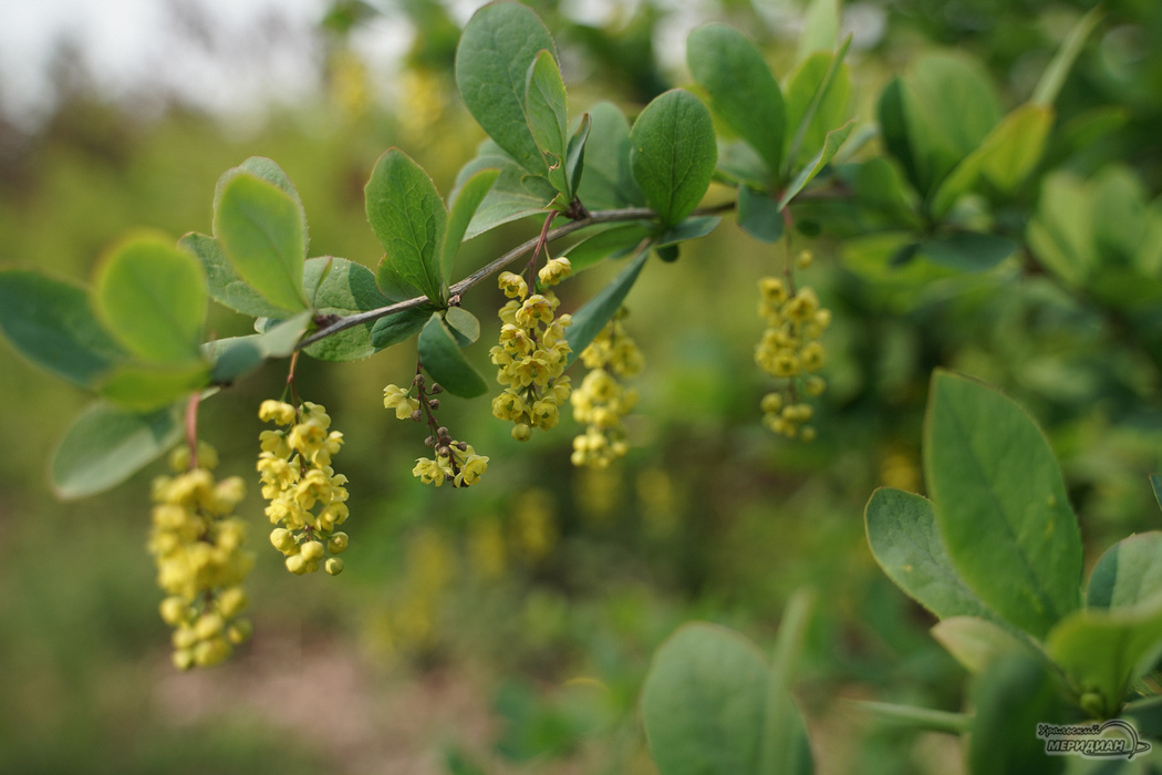    Фото: Лидия Аникина © ИА «Уральский меридиан»