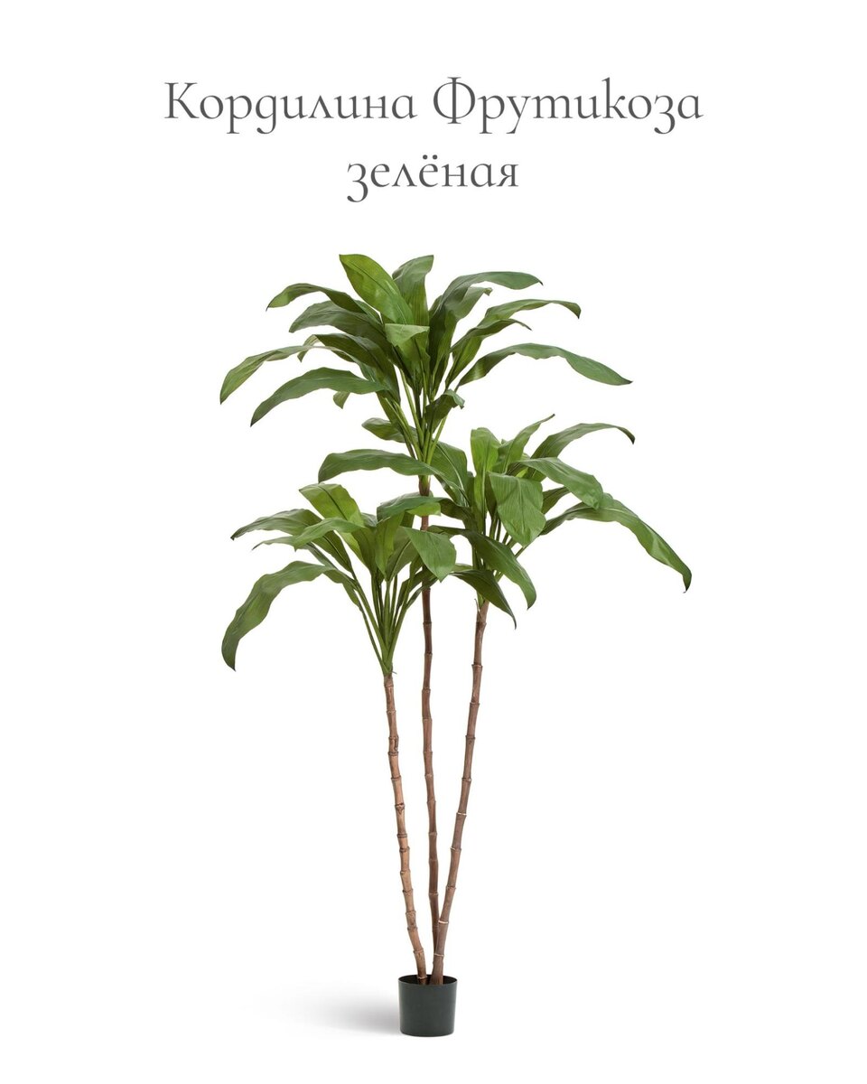 Растения Treez Collection