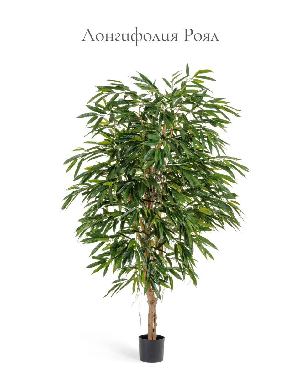 Растения Treez Collection